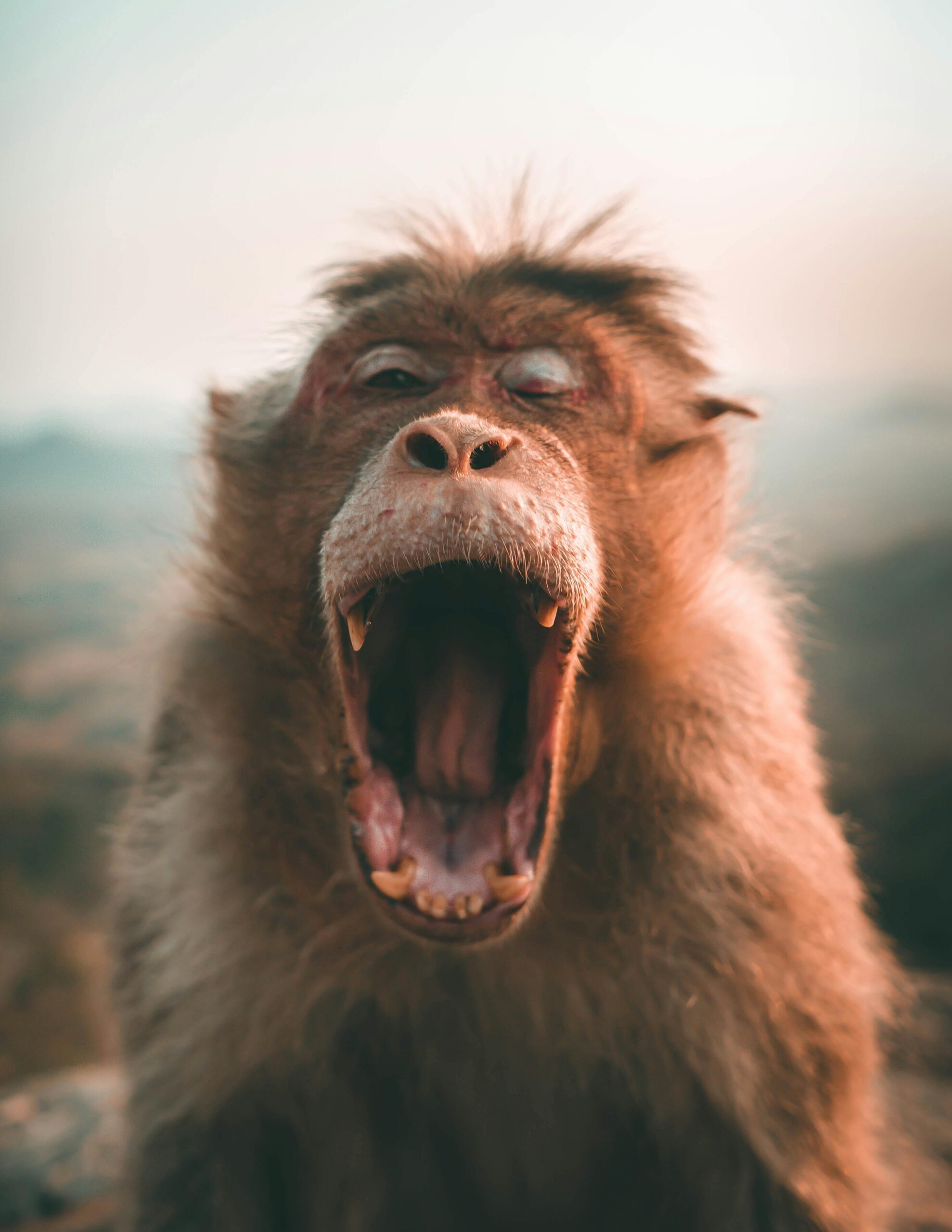 Close-up of a yawning monkey displaying teeth in its natural habitat, showcasing wildlife behavior.