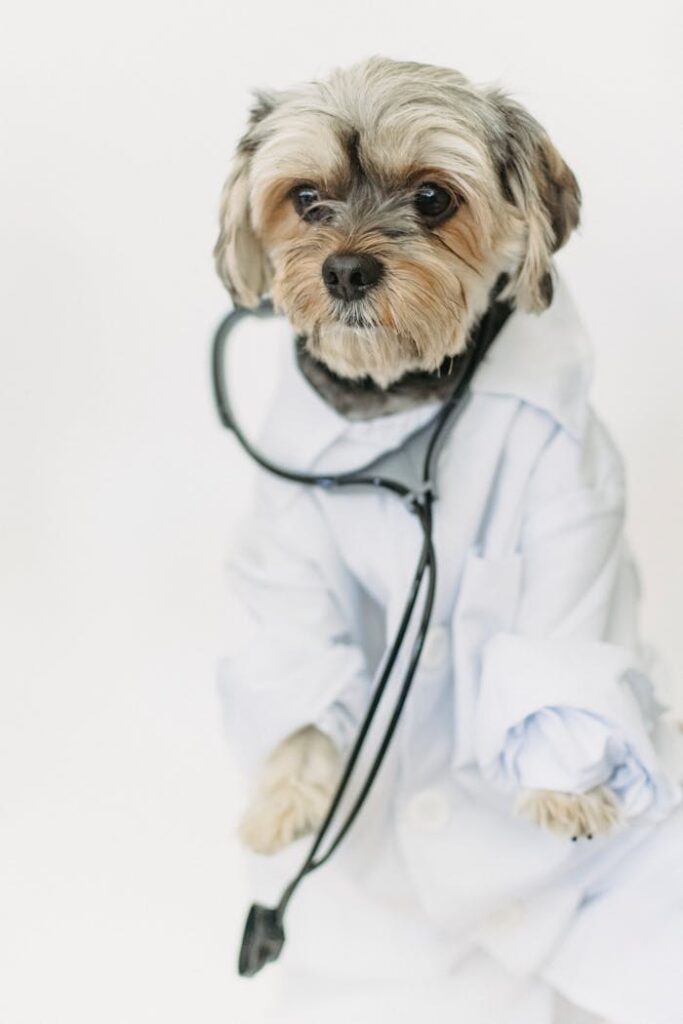 pexels-photo-5732461 Yorkshire Terrier wearing a lab coat and stethoscope, embodying a cute canine doctor theme.